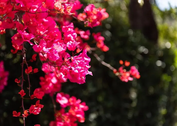 ヴィラ Accu Is Prezzus E2 50mt *